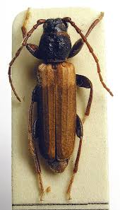 Attēlu rezultāti vaicājumam “Tetropium fuscum”