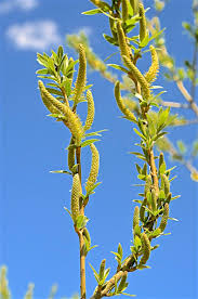 Attēlu rezultāti vaicājumam “Salix triandra fruit”