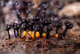 Attēlu rezultāti vaicājumam “Metatrichia floriformis macro”