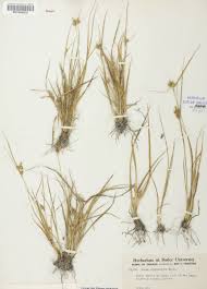 Attēlu rezultāti vaicājumam “Carex viridula”