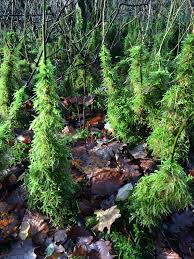 Attēlu rezultāti vaicājumam “Eurhynchium angustirete sporophyte”