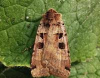 Attēlu rezultāti vaicājumam “Xestia triangulum”