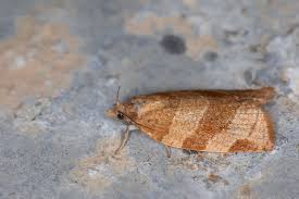 Attēlu rezultāti vaicājumam “Pandemis cinnamomeana”