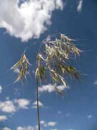 Attēlu rezultāti vaicājumam “Anisantha tectorum”