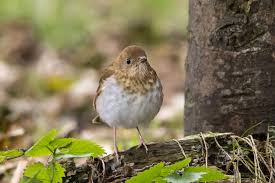 Image result for Catharus fuscescens