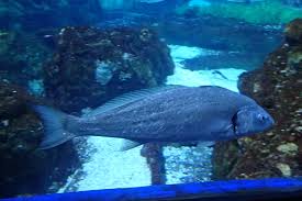 Image result for Argyrosomus regius