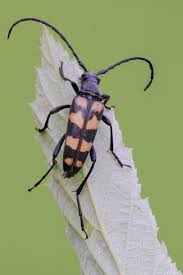 Attēlu rezultāti vaicājumam “Leptura quadrifasciata”