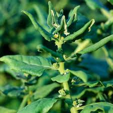 Image result for Neuseeländer Salat