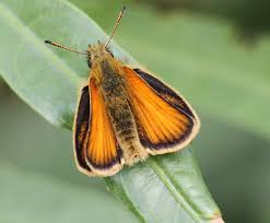 Attēlu rezultāti vaicājumam “Thymelicus lineola”