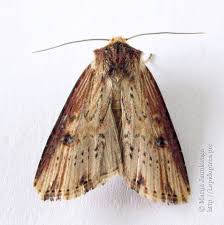 Attēlu rezultāti vaicājumam “Axylia putris”