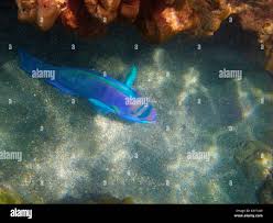 Image result for Chlorurus perspicillatus