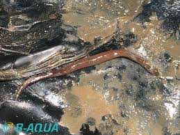 Attēlu rezultāti vaicājumam “Haemopis sanguisuga”