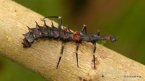 Attēlu rezultāti vaicājumam “Lycidae”