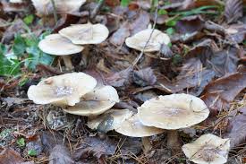 Attēlu rezultāti vaicājumam “Fuligo licentii”