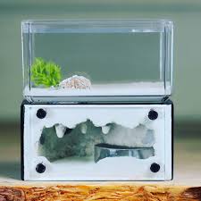 Attēlu rezultāti vaicājumam “Enteridium corticatum young”