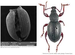 Attēlu rezultāti vaicājumam “Calodromius spilotus”