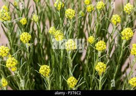 Attēlu rezultāti vaicājumam “Helichrysum arenarium leaf”