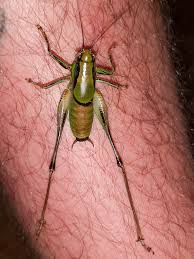 Attēlu rezultāti vaicājumam “Anogcodes melanurus”