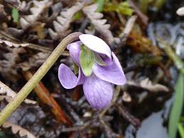 Attēlu rezultāti vaicājumam “Viola palustris flower”