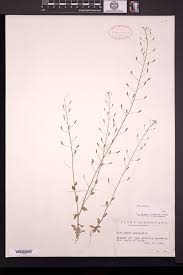 Attēlu rezultāti vaicājumam “Draba nemorosa”