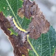 Attēlu rezultāti vaicājumam “Acronicta aceris larva”
