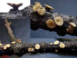 Attēlu rezultāti vaicājumam “Stemonitopsis hyperopta var. landewaldii stalked”