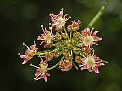Attēlu rezultāti vaicājumam “Heracleum sphondylium subsp. sibiricum fruit”