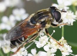 Attēlu rezultāti vaicājumam “Lycogala persicum sessile”