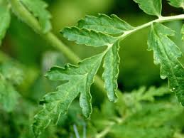 Attēlu rezultāti vaicājumam “Phacelia tanacetifolia leaf”