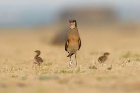 Image result for Glareola maldivarum