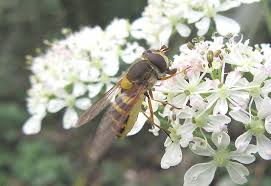 Attēlu rezultāti vaicājumam “Syrphus sp. imago”
