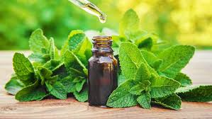 Image result for Mentha piperita