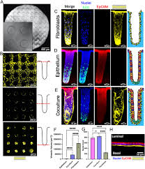 Attēlu rezultāti vaicājumam “Bryum funkii cells”