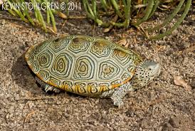 Image result for Malaclemys terrapin