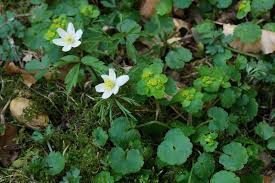 Attēlu rezultāti vaicājumam “Chrysosplenium alternifolium flower”