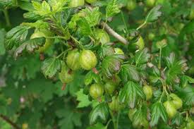 Attēlu rezultāti vaicājumam “Ribes uva-crispa fruit”