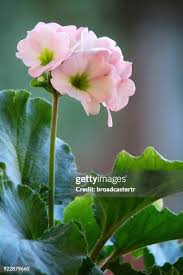 Image result for Primula obconica