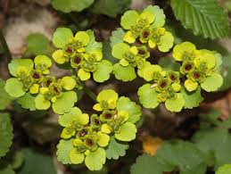 Attēlu rezultāti vaicājumam “Chrysosplenium alternifolium leaf”