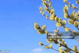 Attēlu rezultāti vaicājumam “Salix aurita flower”