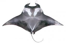 Image result for Mobula alfredi