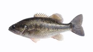 Image result for Micropterus