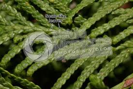 Attēlu rezultāti vaicājumam “Thuja occidentalis leaf”