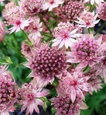 Attēlu rezultāti vaicājumam “Astrantia major fruit”