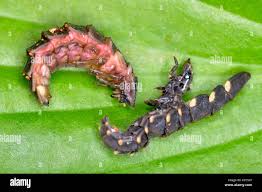 Attēlu rezultāti vaicājumam “Lampyris noctiluca larva”