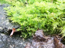 Attēlu rezultāti vaicājumam “Pleurocarpous mosses sporophyte”