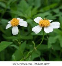 Attēlu rezultāti vaicājumam “Luzula pilosa bud”