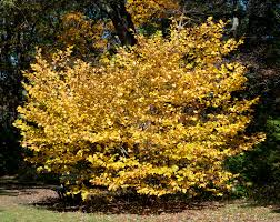 Attēlu rezultāti vaicājumam “Hamamelis”
