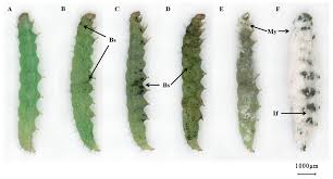 Attēlu rezultāti vaicājumam “Cordyceps farinosa”