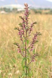 Attēlu rezultāti vaicājumam “Odontites vulgaris fruit”