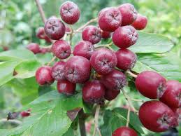 Attēlu rezultāti vaicājumam “x Sorbaronia fallax”